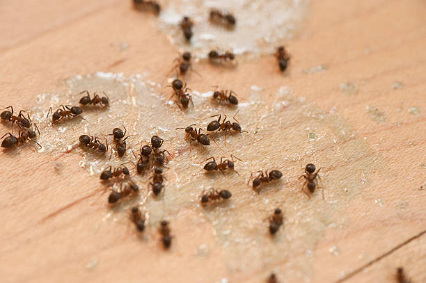  Whitney Point, NY Pest Control Pros