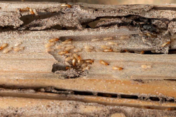 Best Commercial Pest Control Services  in Whitney Point, NY